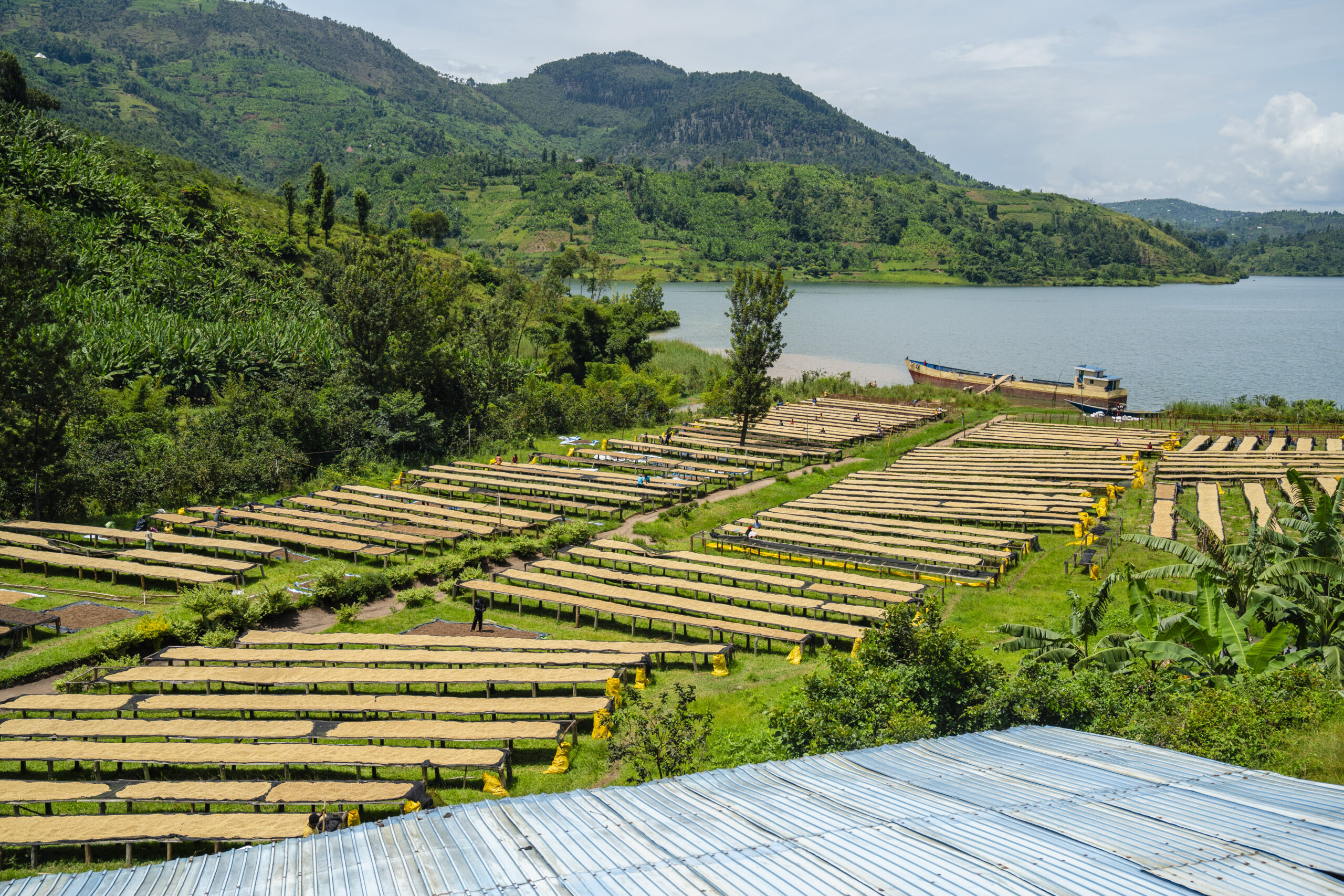 Rwanda’s Coffee Industry After 30 Years of Liberation